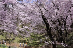 高遠の桜 －１３