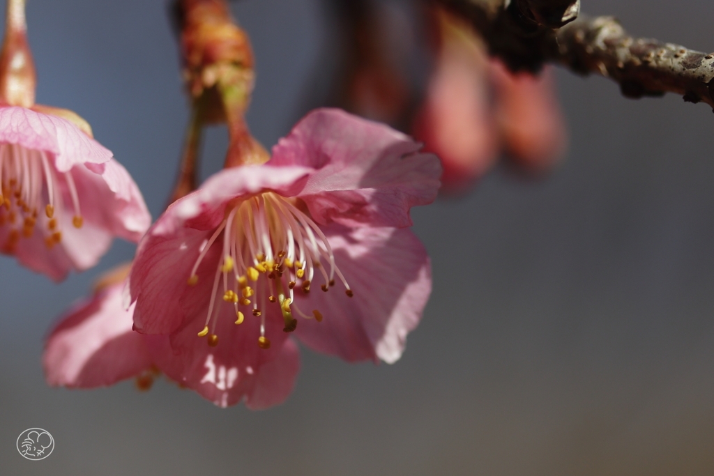 河津桜　２