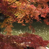 御苑の紅葉　４