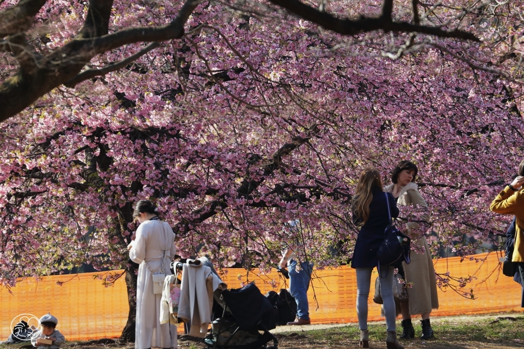 公園の桜 １