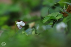 小さくても春の花　２３