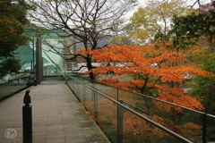 ポーラ美術館の紅葉　１