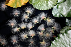 落花