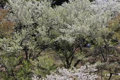 桜の園