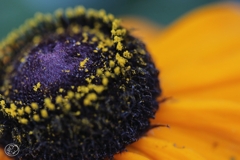 マクロで初夏の花 －７