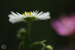 マクロで初夏の花 －４