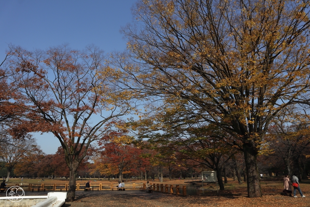 公園の秋　８