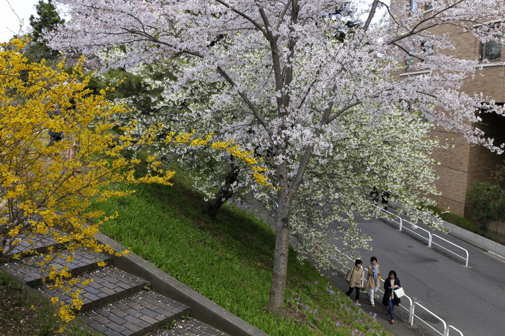 外堀の桜