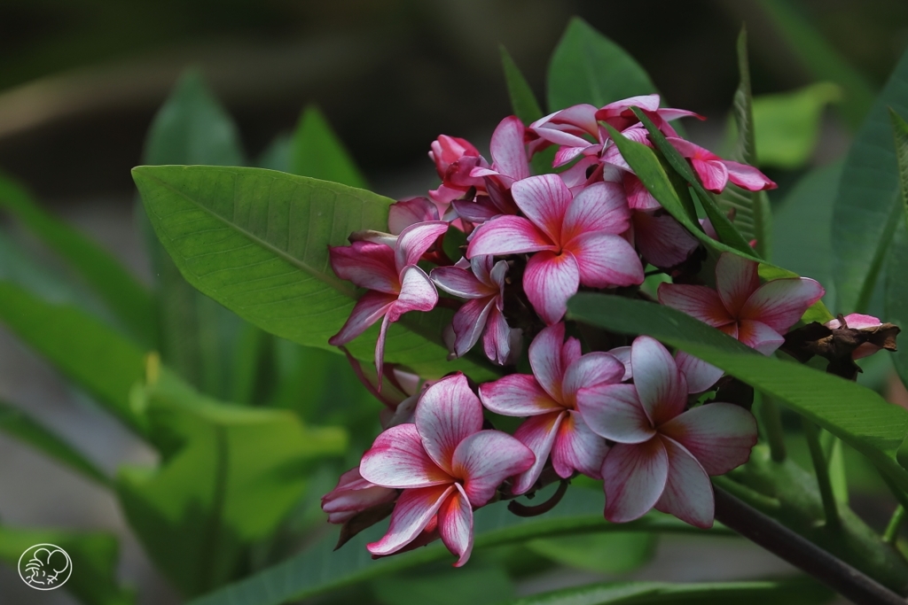 シベかくす花