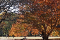 砧園の紅葉　４