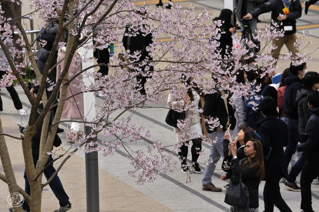 駅前の桜