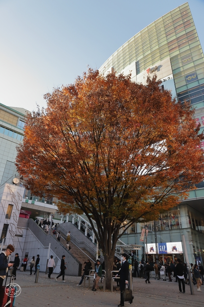 駅前広場のケヤキ