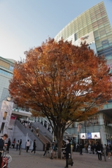 駅前広場のケヤキ