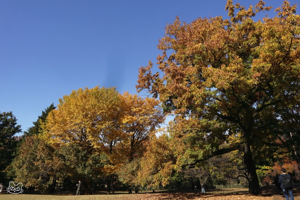 公園の紅葉　８