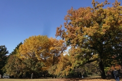 公園の紅葉　８