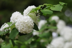 昭和記念公園　１