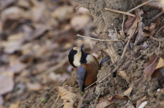 ただいま採食中