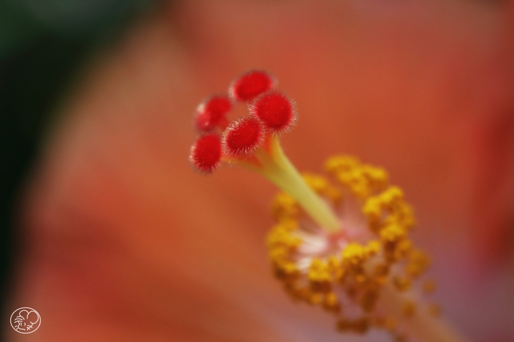 花芯