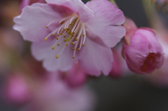 花は桜