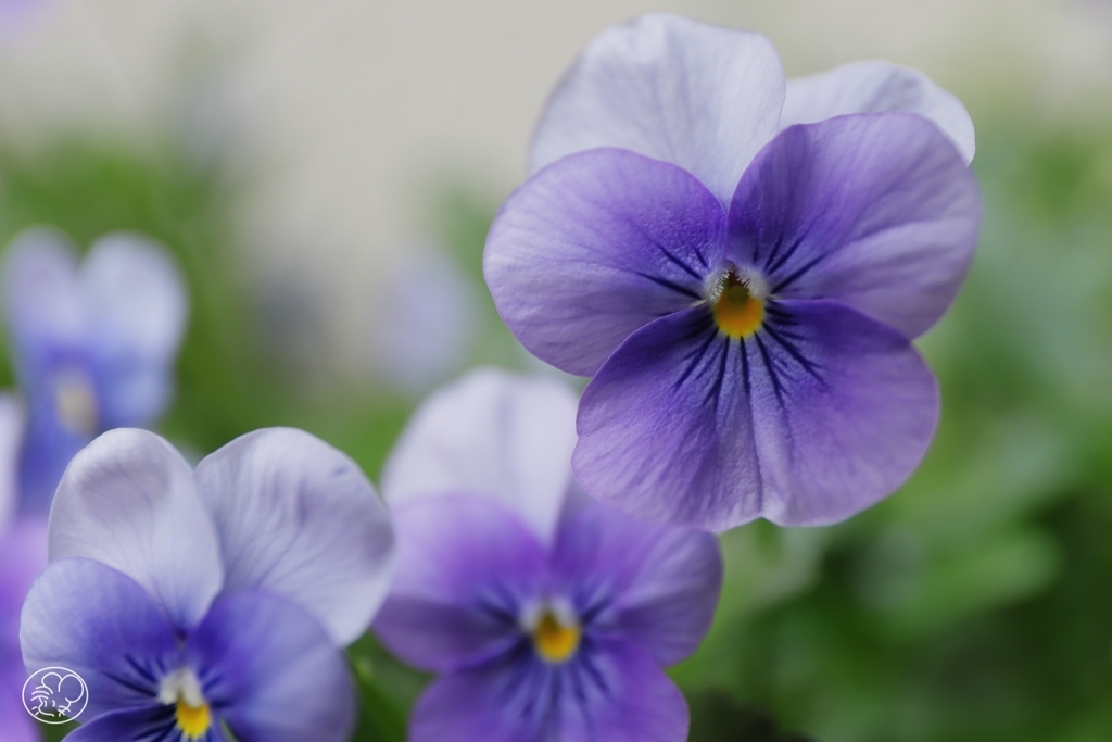 おしゃべりな花