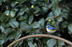 ルリビタキ－４