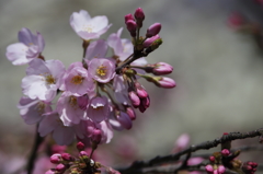 早く咲いておくれ