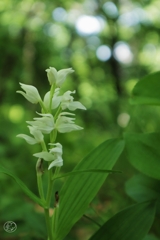 多摩の野生花　１