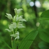 多摩の野生花　１
