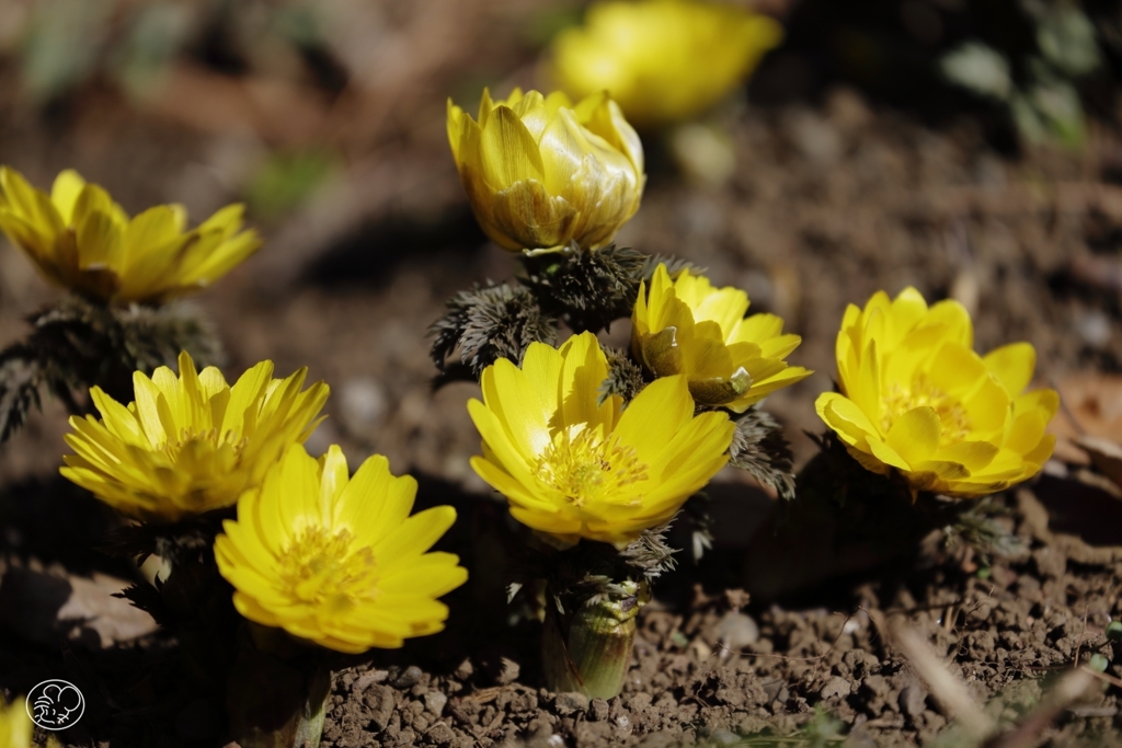 春を告げる　１