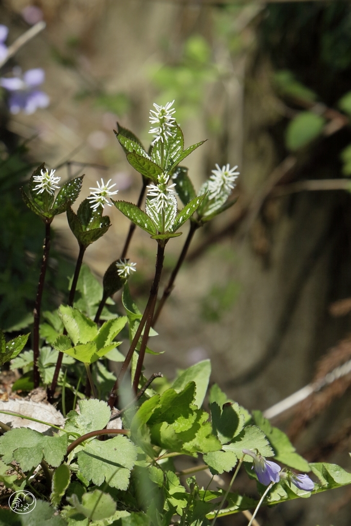 山静かにして咲ける花あり