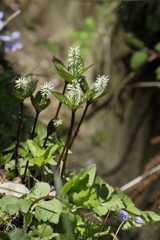 山静かにして咲ける花あり