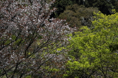 桜に緑－２