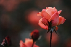 マジョレット　２