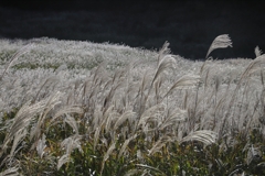 箱根仙石原　５