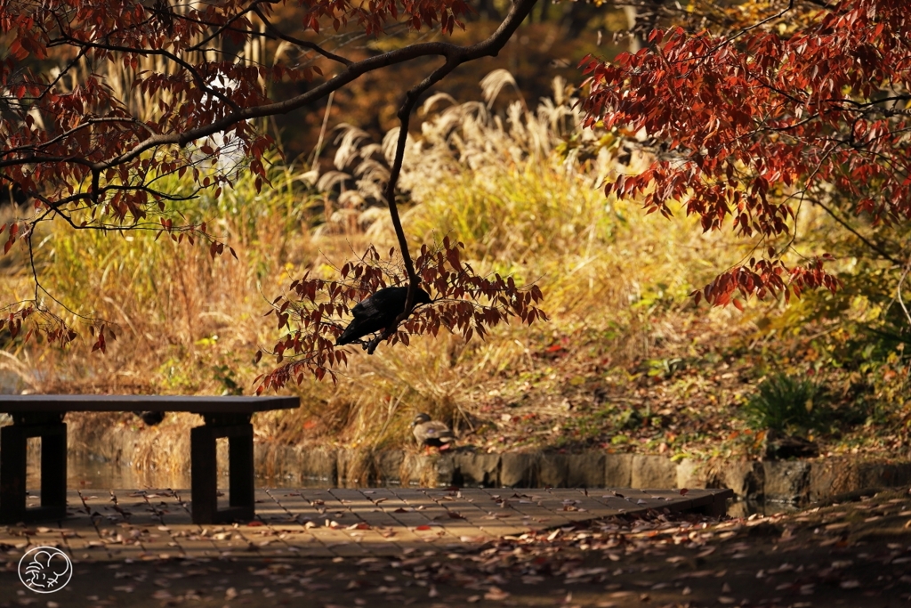 晩秋公園　１
