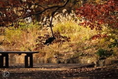 晩秋公園　１
