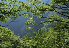 谷間の森の朝