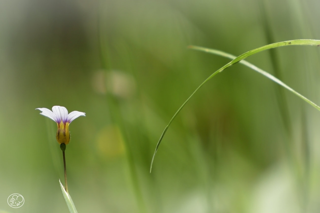 草の花