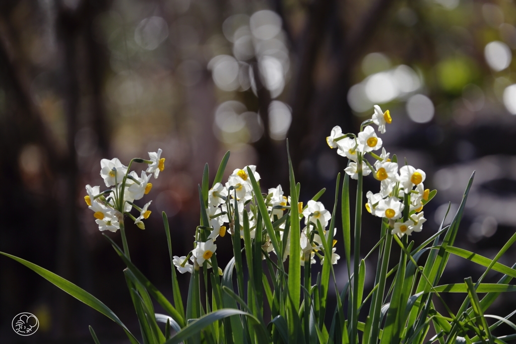 春を告げる　２