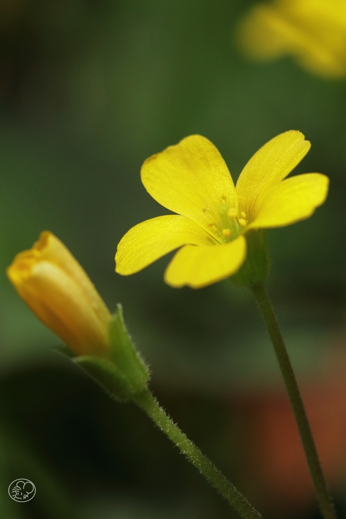 足元の花　３