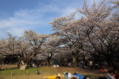 それぞれのお花見