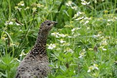 乗鞍岳のライチョウ