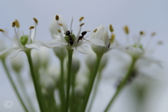 秋華　５