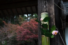 鎌倉古寺