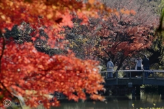 もみじでスナップ