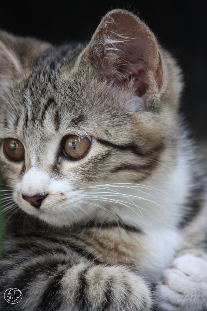 のらこねこ