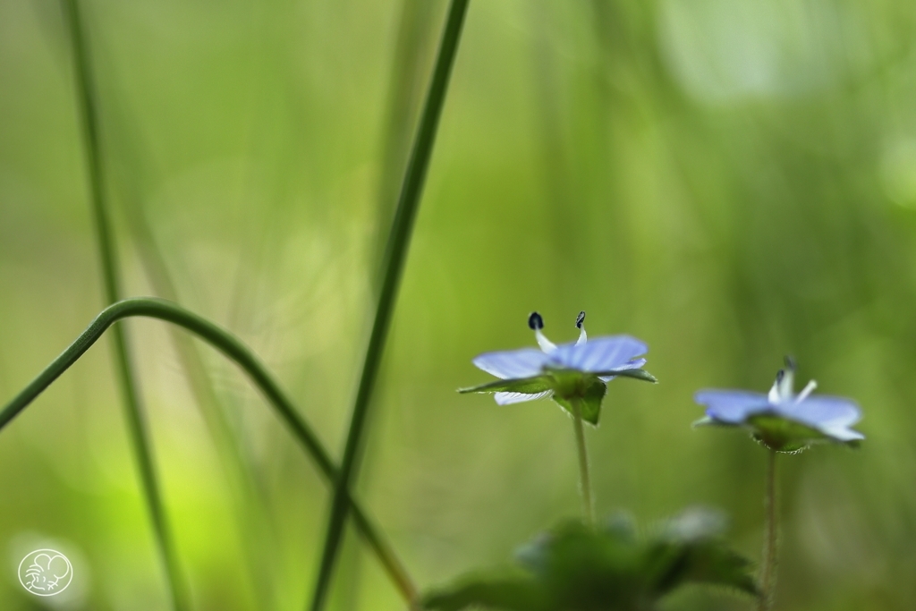 小さくても春の花　８