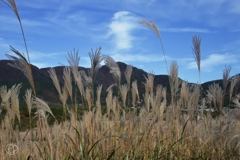 箱根仙石原　３