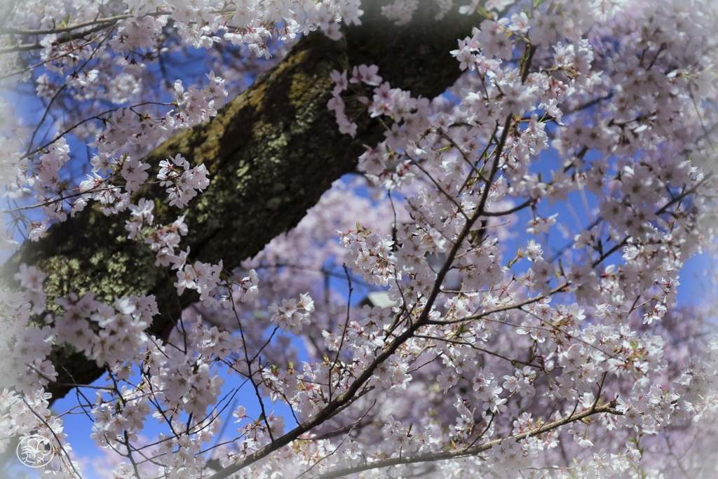 高遠の桜 －２５