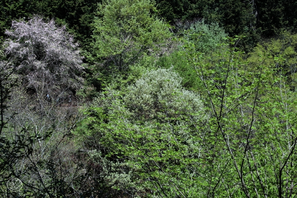 多摩森林科学園の桜　３